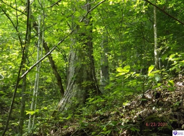 Roaring Fork Rd, Barbourville, Kentucky 40997, ,For Sale,Roaring Fork Rd,HK24003505 Roaring Fork Rd, Barbourville, Kentucky 40997, ,For Sale,Roaring Fork Rd,HK24003505