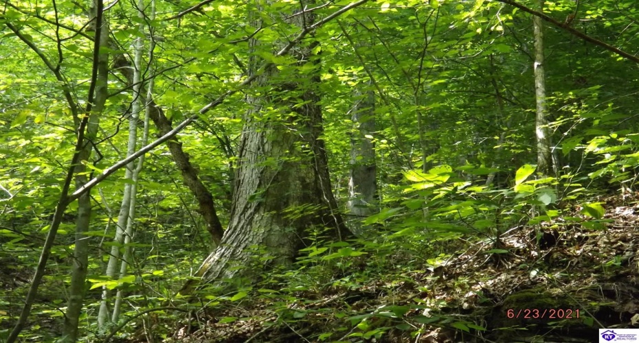 Roaring Fork Rd, Barbourville, Kentucky 40997, ,For Sale,Roaring Fork Rd,HK24003505 Roaring Fork Rd, Barbourville, Kentucky 40997, ,For Sale,Roaring Fork Rd,HK24003505