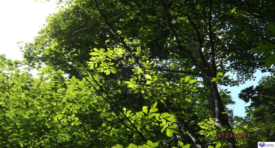 Roaring Fork Rd, Barbourville, Kentucky 40997, ,For Sale,Roaring Fork Rd,HK24003505 Roaring Fork Rd, Barbourville, Kentucky 40997, ,For Sale,Roaring Fork Rd,HK24003505