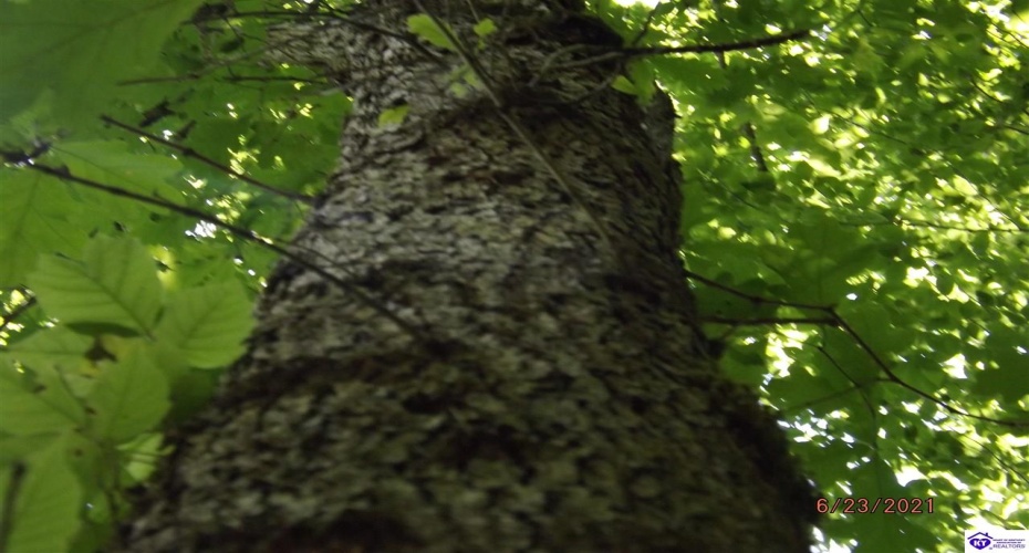 Roaring Fork Rd, Barbourville, Kentucky 40997, ,For Sale,Roaring Fork Rd,HK24003505 Roaring Fork Rd, Barbourville, Kentucky 40997, ,For Sale,Roaring Fork Rd,HK24003505