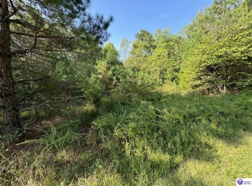 DeWitt Road, Fordsville, Kentucky 42343, ,For Sale,DeWitt Road,HK24003581 DeWitt Road, Fordsville, Kentucky 42343, ,For Sale,DeWitt Road,HK24003581