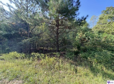 DeWitt Road, Fordsville, Kentucky 42343, ,For Sale,DeWitt Road,HK24003581 DeWitt Road, Fordsville, Kentucky 42343, ,For Sale,DeWitt Road,HK24003581