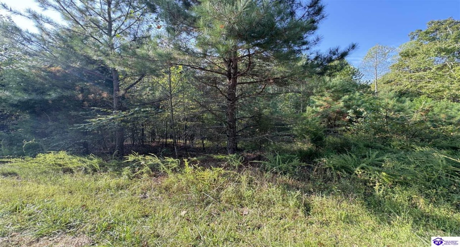 DeWitt Road, Fordsville, Kentucky 42343, ,For Sale,DeWitt Road,HK24003581