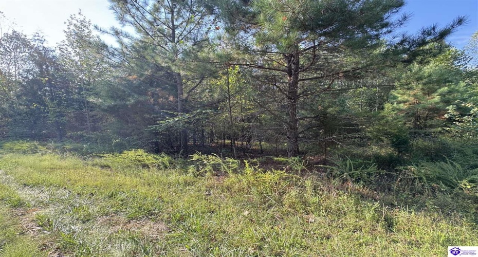 DeWitt Road, Fordsville, Kentucky 42343, ,For Sale,DeWitt Road,HK24003581