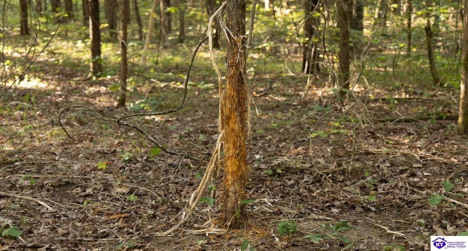 Church Street, Horse Cave, Kentucky 42749, ,For Sale,Church Street,HK24003588