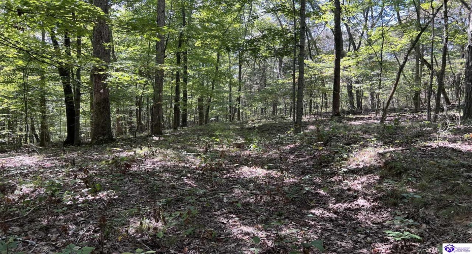 Howard Scott, Munfordville, Kentucky 42765-0000, ,For Sale,Howard Scott,HK24003625 Howard Scott, Munfordville, Kentucky 42765-0000, ,For Sale,Howard Scott,HK24003625