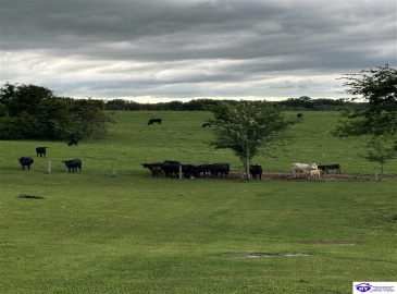 Sandstone Ridge Road, Bonnieville, Kentucky 42713, ,2 BathroomsBathrooms,For Sale,Sandstone Ridge Road,HK24003657 Sandstone Ridge Road, Bonnieville, Kentucky 42713, ,2 BathroomsBathrooms,For Sale,Sandstone Ridge Road,HK24003657