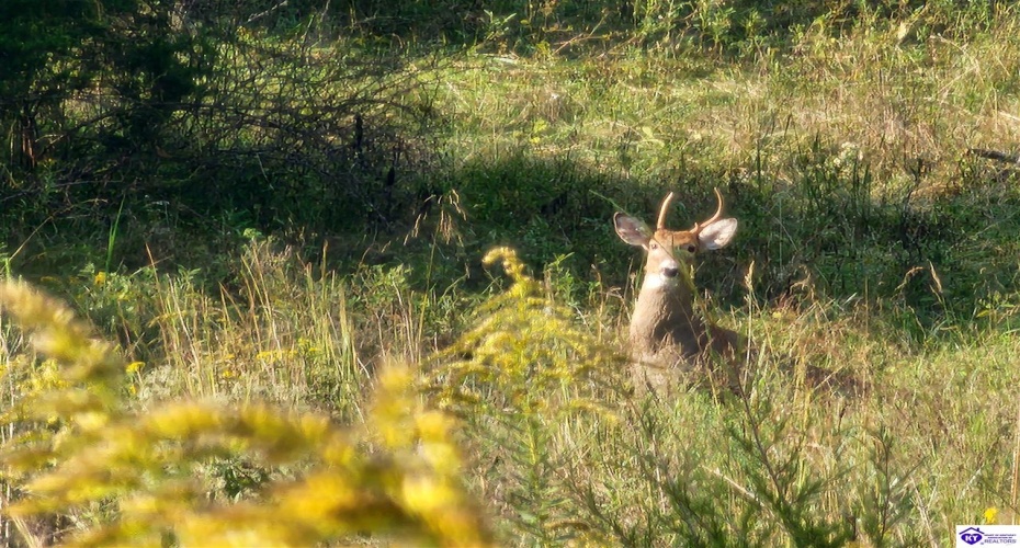 St John Road, Cecilia, Kentucky 42724, ,For Sale,St John Road,HK24003729 St John Road, Cecilia, Kentucky 42724, ,For Sale,St John Road,HK24003729