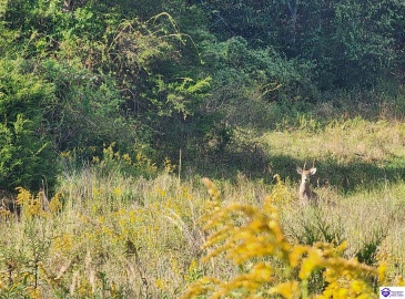 St John Road, Cecilia, Kentucky 42724, ,For Sale,St John Road,HK24003729 St John Road, Cecilia, Kentucky 42724, ,For Sale,St John Road,HK24003729