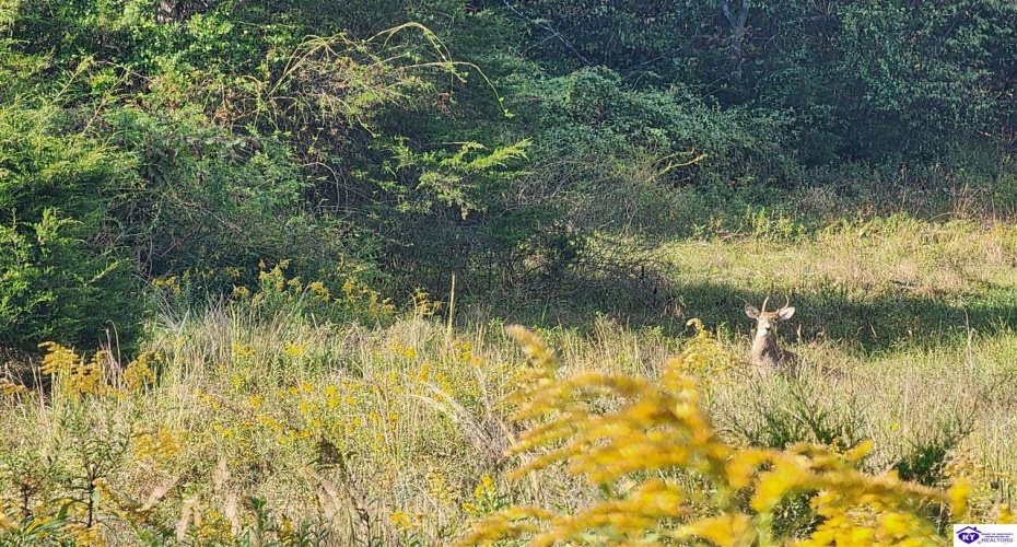 St John Road, Cecilia, Kentucky 42724, ,For Sale,St John Road,HK24003729 St John Road, Cecilia, Kentucky 42724, ,For Sale,St John Road,HK24003729