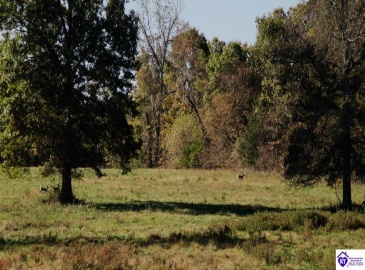 Roy Road, Eastview, Kentucky 42732, ,For Sale,Roy Road,HK24004014