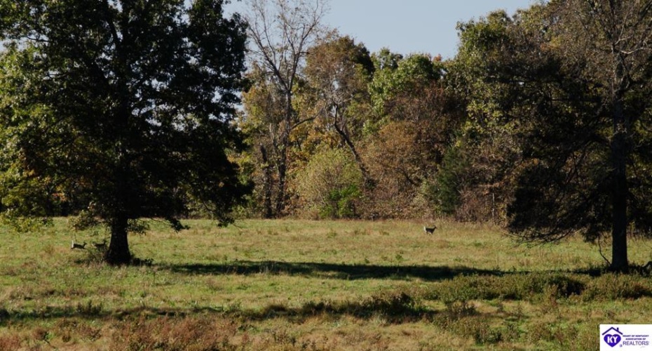 Roy Road, Eastview, Kentucky 42732, ,For Sale,Roy Road,HK24004014