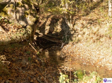 Roy Road, Eastview, Kentucky 42732, ,For Sale,Roy Road,HK24004014