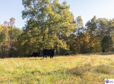 Roy Road, Eastview, Kentucky 42732, ,For Sale,Roy Road,HK24004014