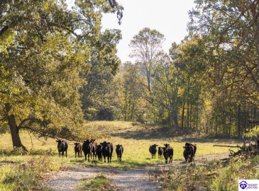 Roy Road, Eastview, Kentucky 42732, ,For Sale,Roy Road,HK24004014