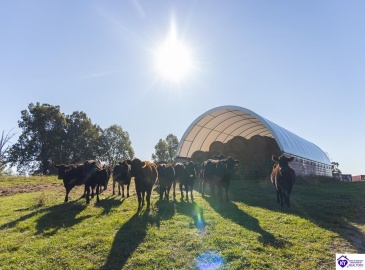 Roy Road, Eastview, Kentucky 42732, ,For Sale,Roy Road,HK24004014