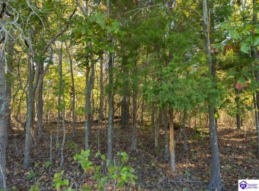 Roy Road, Eastview, Kentucky 42732, ,For Sale,Roy Road,HK24004014