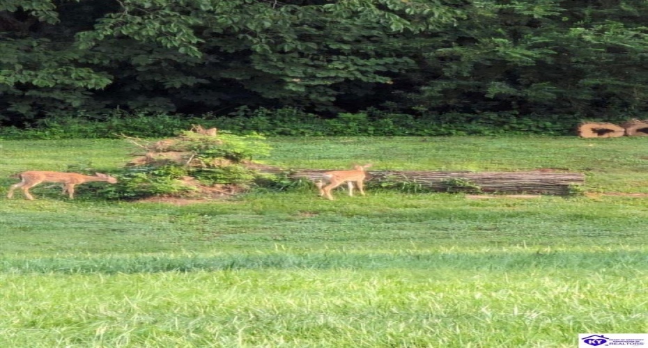 Lucas Road, Lucas, Kentucky 42156, ,4 BathroomsBathrooms,For Sale,Lucas Road,HK24004026