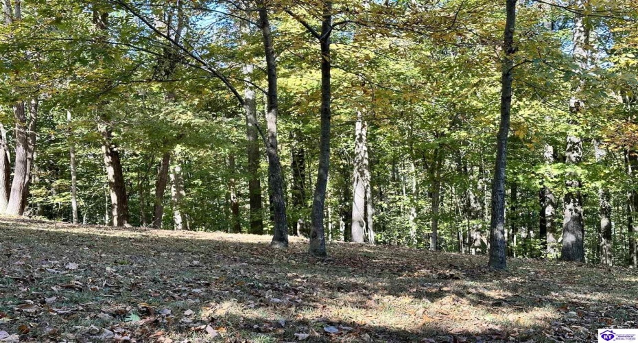 D Wilson Road, Knifley, Kentucky 42753, ,3 BathroomsBathrooms,For Sale,D Wilson Road,HK24004027