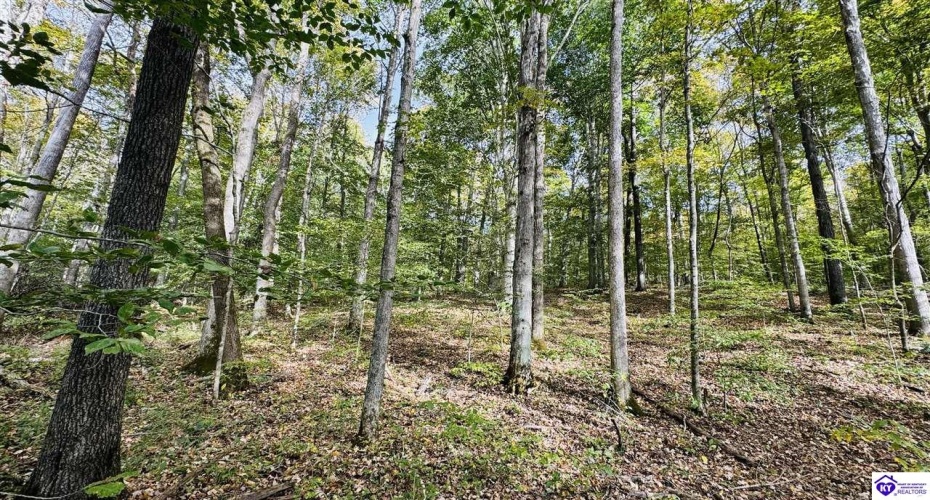 Bowling Green Road, Caneyville, Kentucky 42721, ,2 BathroomsBathrooms,For Sale,Bowling Green Road,HK24004072