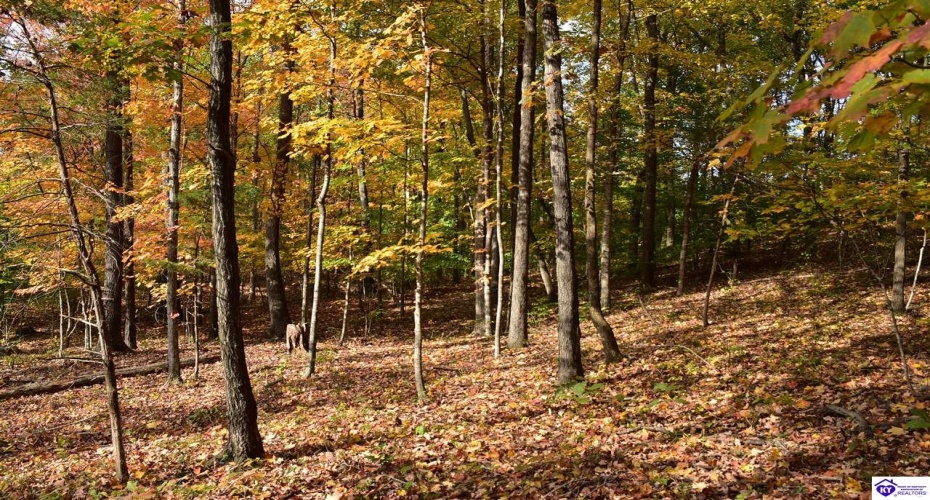 Battle Training Road, Elizabethtown, Kentucky 42701, ,1 BathroomBathrooms,For Sale,Battle Training Road,HK24004103