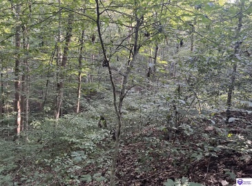 Settlers Point Road, Fountain Run, Kentucky 42133, ,For Sale,Settlers Point Road,HK24004196