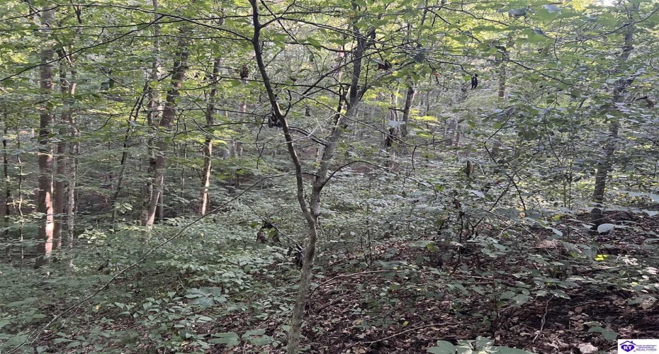 Settlers Point Road, Fountain Run, Kentucky 42133, ,For Sale,Settlers Point Road,HK24004196