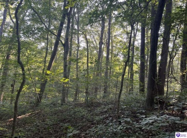 Settlers Point Road, Fountain Run, Kentucky 42133, ,For Sale,Settlers Point Road,HK24004196