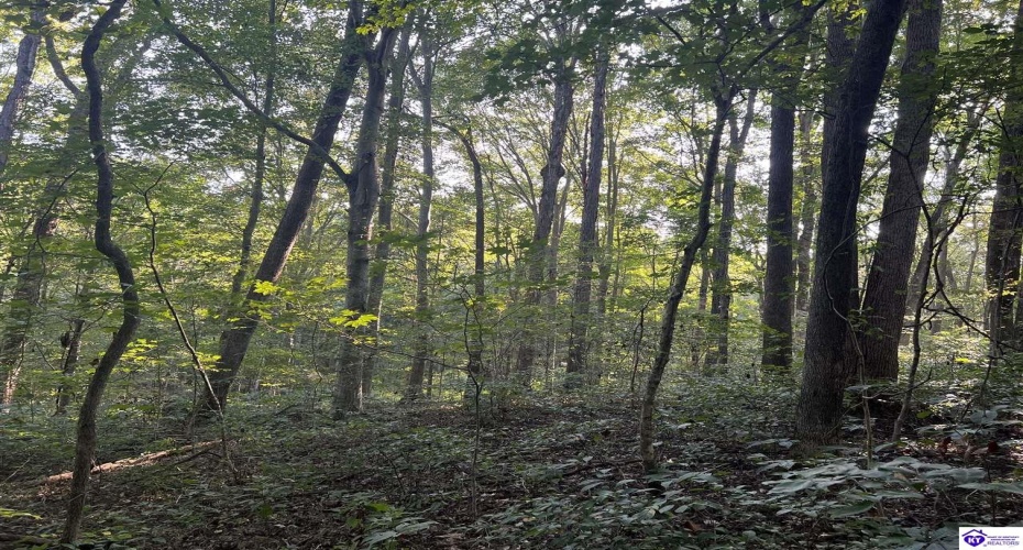 Settlers Point Road, Fountain Run, Kentucky 42133, ,For Sale,Settlers Point Road,HK24004196