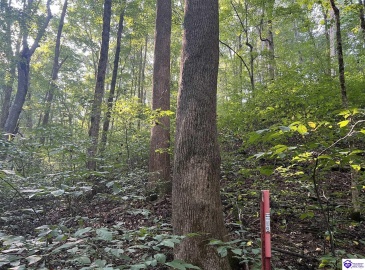 Settlers Point Road, Fountain Run, Kentucky 42133, ,For Sale,Settlers Point Road,HK24004196