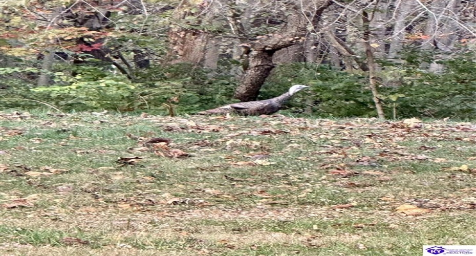 Cherry Hill Drive, Brandenburg, Kentucky 40108, ,2 BathroomsBathrooms,For Sale,Cherry Hill Drive,HK24004212