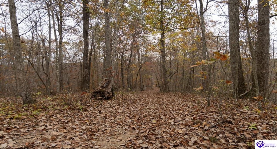 Fuller Harding Road, Campbellsville, Kentucky 42718, ,For Sale,Fuller Harding Road,HK24004386