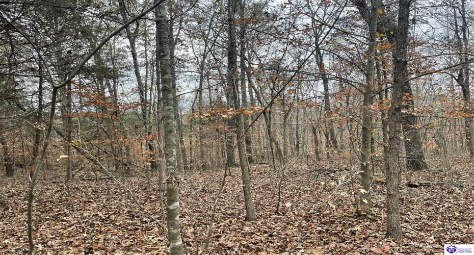 Fuller Harding Road, Campbellsville, Kentucky 42718, ,For Sale,Fuller Harding Road,HK24004387