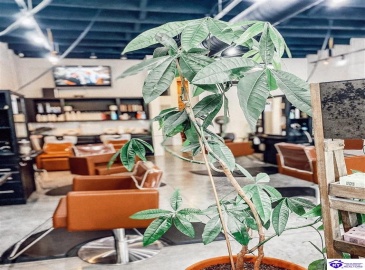 Main Street, Campbellsville, Kentucky 42718, ,For Sale,Main Street,HK24001006