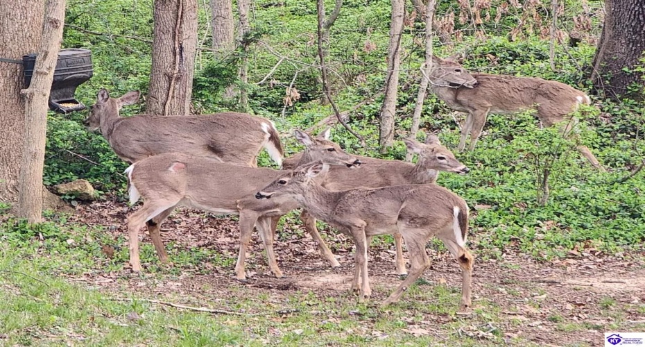 Woodland Drive, Radcliff, Kentucky 40160, ,4 BathroomsBathrooms,For Sale,Woodland Drive,HK24004463