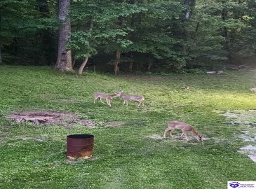 Woodland Drive, Radcliff, Kentucky 40160, ,4 BathroomsBathrooms,For Sale,Woodland Drive,HK24004463