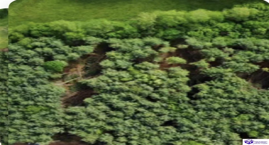 Elmore Road, Campbellsville, Kentucky 42718, ,For Sale,Elmore Road,HK24001923