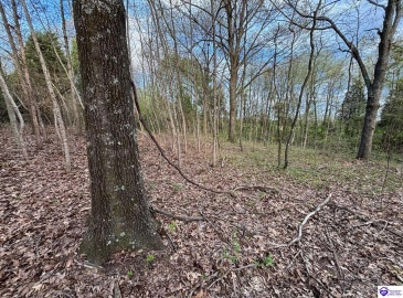 Morgan Road, Payneville, Kentucky 40157, ,For Sale,Morgan Road,HK24004612