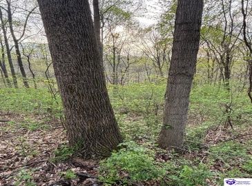 Morgan Road, Payneville, Kentucky 40157, ,For Sale,Morgan Road,HK24004612