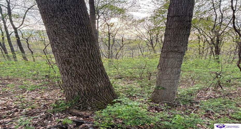 Morgan Road, Payneville, Kentucky 40157, ,For Sale,Morgan Road,HK24004612