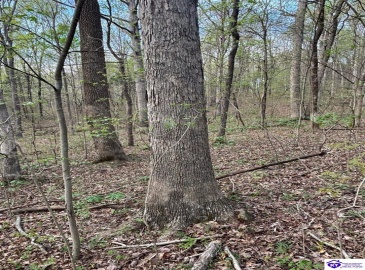 Morgan Road, Payneville, Kentucky 40157, ,For Sale,Morgan Road,HK24004612