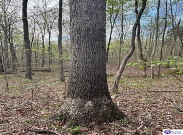 Morgan Road, Payneville, Kentucky 40157, ,For Sale,Morgan Road,HK24004612