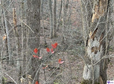 Morgan Road, Payneville, Kentucky 40157, ,For Sale,Morgan Road,HK24004614