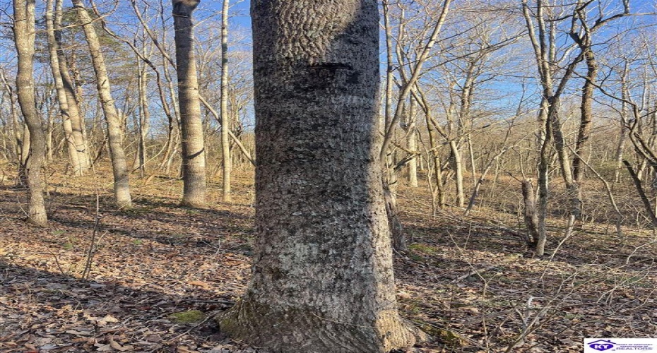 Wonderland Road, Upton, Kentucky 42784, ,2 BathroomsBathrooms,For Sale,Wonderland Road,HK24004631