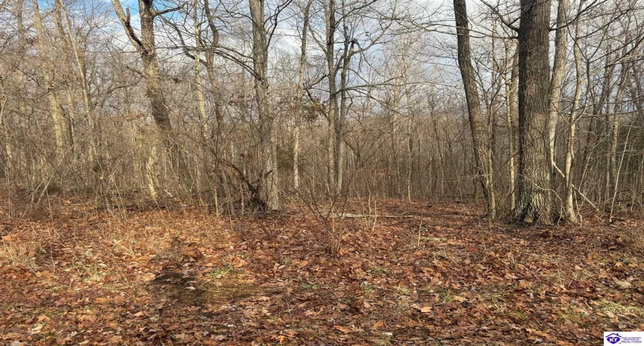 Levelwoods Road, Hodgenville, Kentucky 42748, ,For Sale,Levelwoods Road,HK24000301